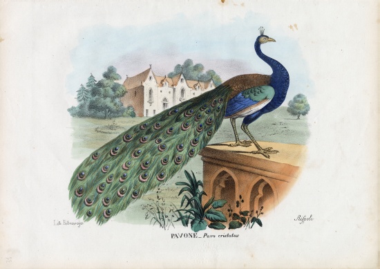 Indian Peafowl von Raimundo Petraroja