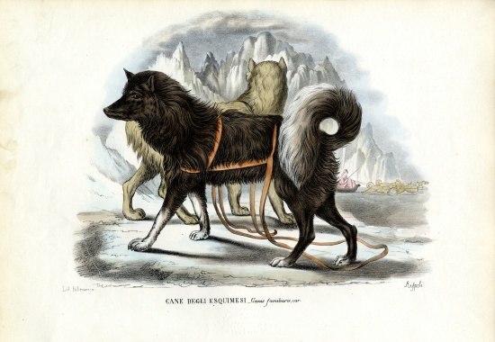 Inuit Sled Dog von Raimundo Petraroja