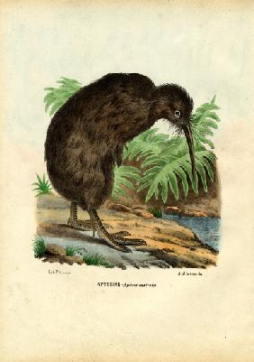 Kiwi 1863-79