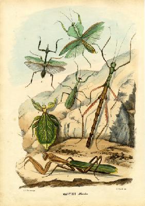 Leaf Insect 1863-79