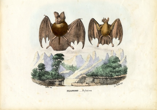 Leaf-Nosed Bats von Raimundo Petraroja