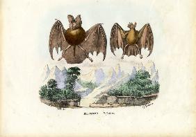 Leaf-Nosed Bats 1863-79