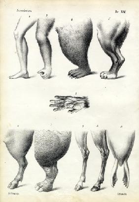 Legs 1863-79