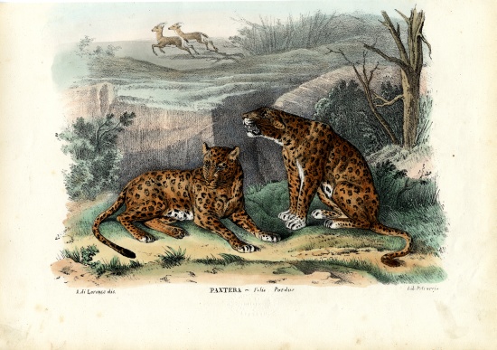 Leopard von Raimundo Petraroja