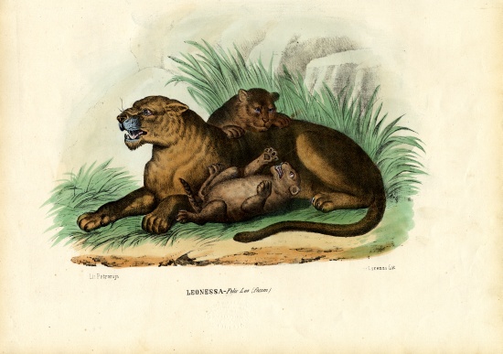 Lioness With Cubs von Raimundo Petraroja