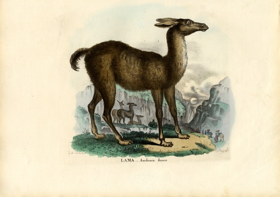 Llama von Raimundo Petraroja