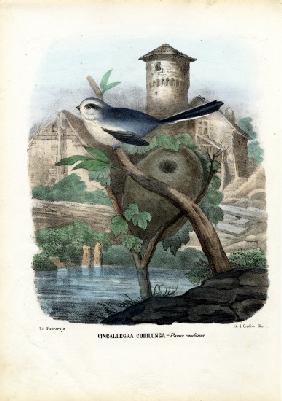 Long-Tailed Tit 1863-79