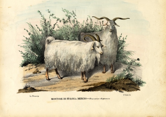 Merino Sheep von Raimundo Petraroja