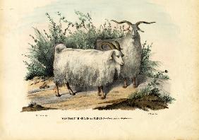 Merino Sheep 1863-79