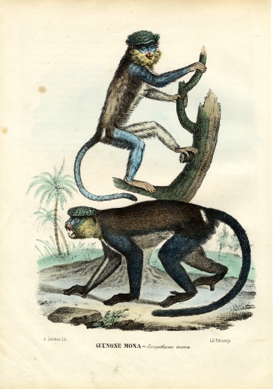 Mona Monkey von Raimundo Petraroja