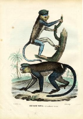 Mona Monkey 1863-79
