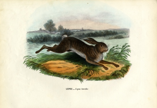 Mountain Hare von Raimundo Petraroja