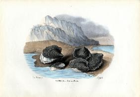 Mussels 1863-79