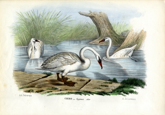 Mute Swan von Raimundo Petraroja