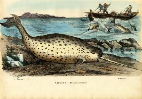 Narwhal 1863-79