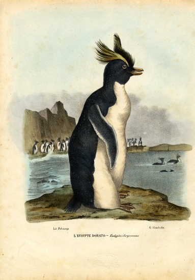 Northern Rockhopper Penguin von Raimundo Petraroja