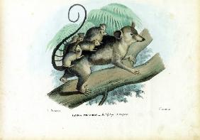 Opossum 1863-79