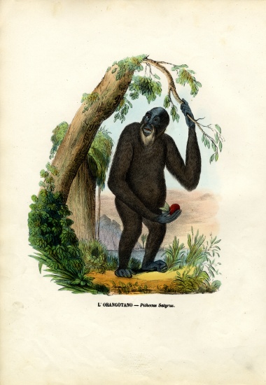 Orangoutan von Raimundo Petraroja