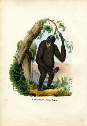 Orangoutan 1863-79
