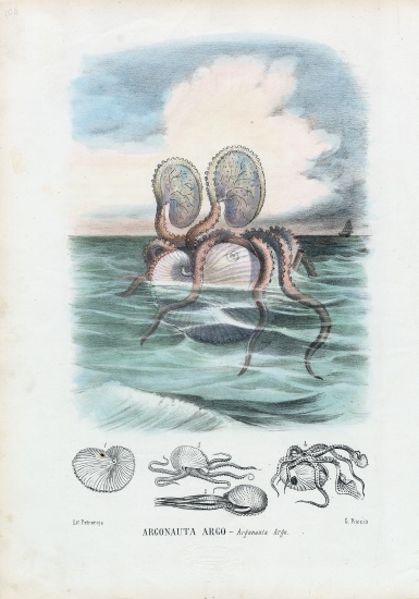 Paper Nautilus von Raimundo Petraroja