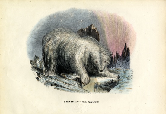 Polar Bear von Raimundo Petraroja