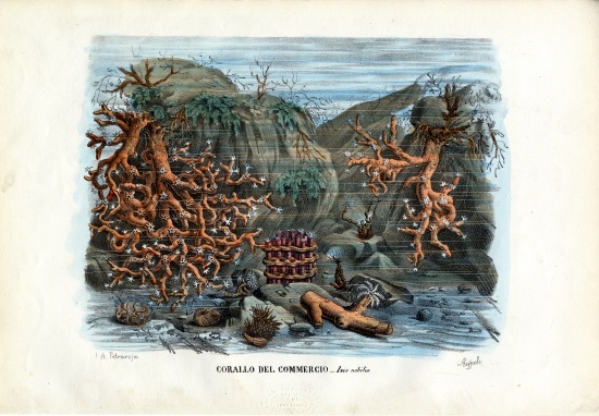 Red Isis Corals von Raimundo Petraroja