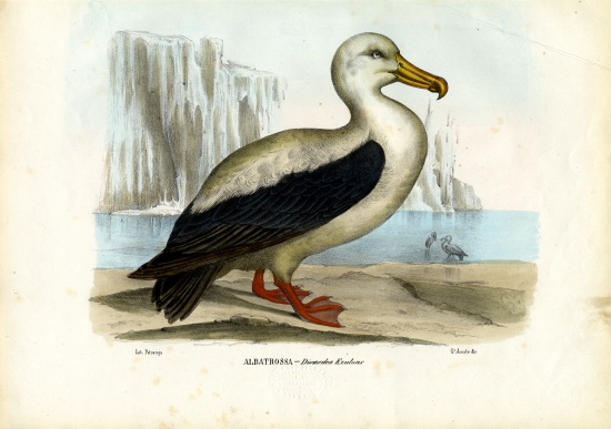 Royal Albatross von Raimundo Petraroja