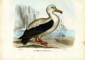 Royal Albatross 1863-79