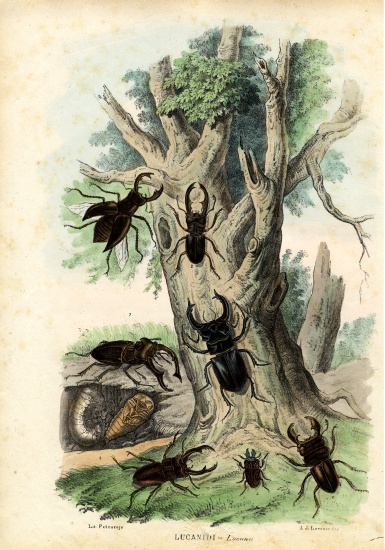 Scarab Beetles von Raimundo Petraroja