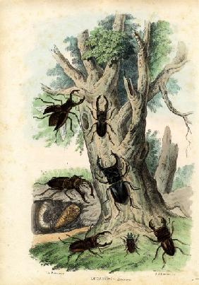 Scarab Beetles 1863-79