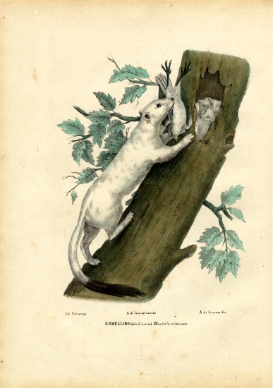Short-Tailed Weasel von Raimundo Petraroja