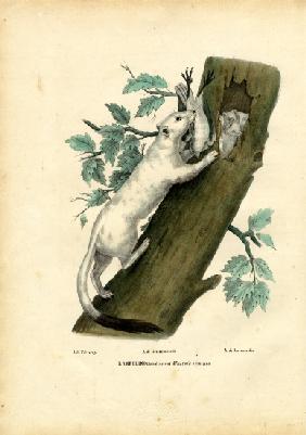 Short-Tailed Weasel 1863-79