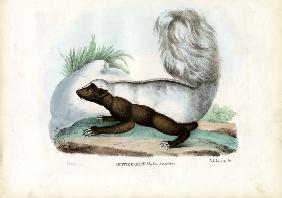Skunk 1863-79