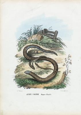 Slow Worm 1863-79