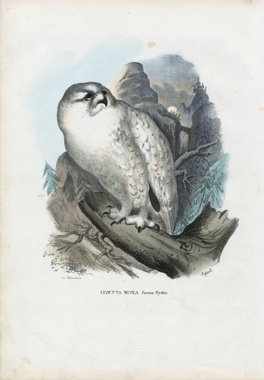 Snowy Owl von Raimundo Petraroja