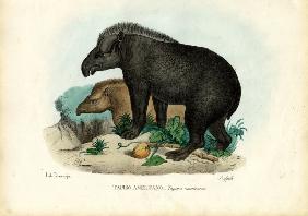 South American Tapir 1863-79