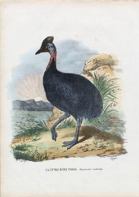 Southern Cassowary 1863-79