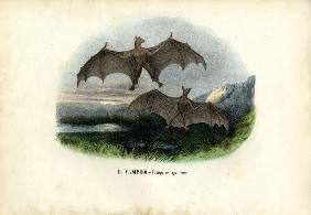 Spectral Bat 1863-79