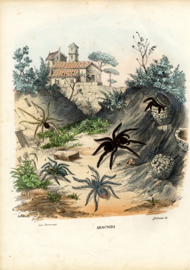Spiders von Raimundo Petraroja