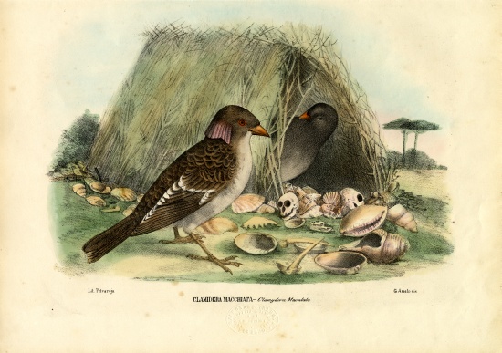 Spotted Bowerbird von Raimundo Petraroja