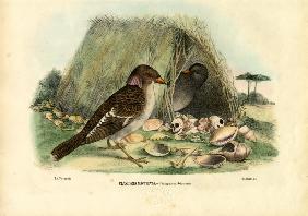 Spotted Bowerbird 1863-79