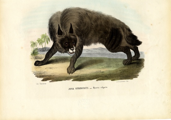 Striped Hyena von Raimundo Petraroja