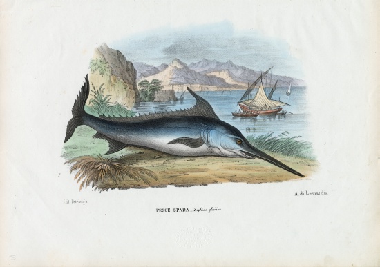 Swordfish von Raimundo Petraroja