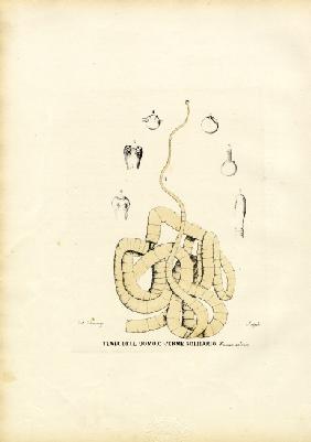 Tape Worm 1863-79