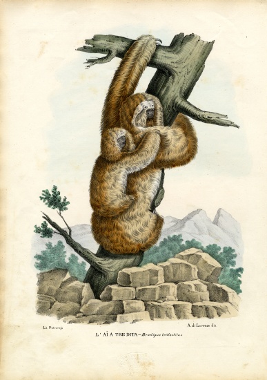 Three-Toed Sloth von Raimundo Petraroja