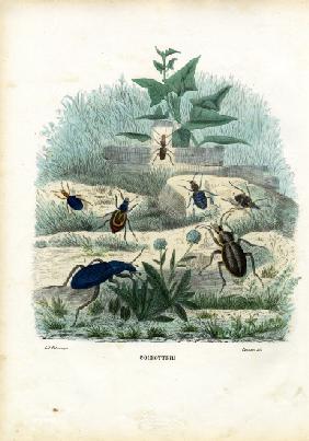 Tiger & Ground Beetles 1863-79