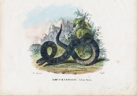 Timber Rattlesnake 1863-79