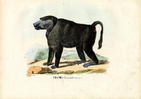 Ursine Baboon 1863-79