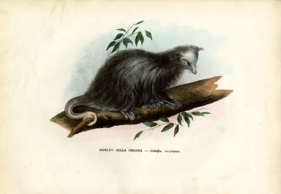 Virginia Opossum von Raimundo Petraroja