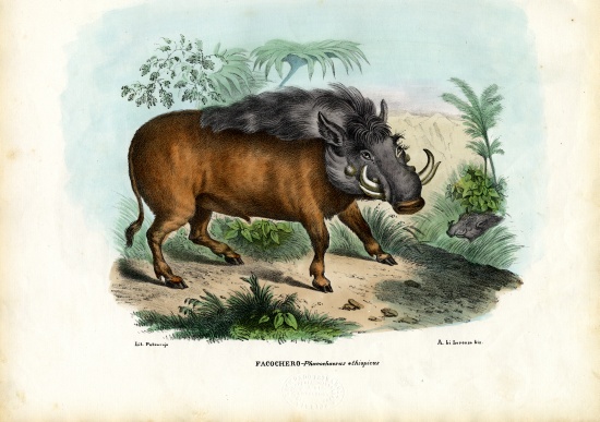 Warthog von Raimundo Petraroja